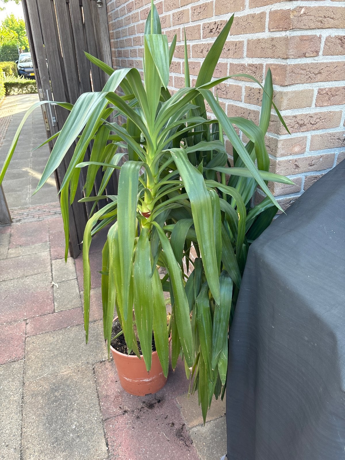 Grote Yucca plant in pot, Volle zon, Vaste plant, Bloeit niet, Ophalen