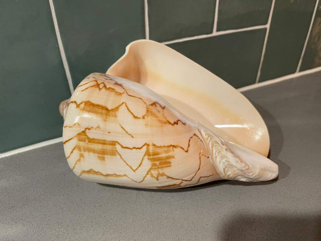 Grote decoratieve schelp met uniek patroon, Meerkleurig, Overige stijlen, Ophalen of Verzenden, Zo goed als nieuw