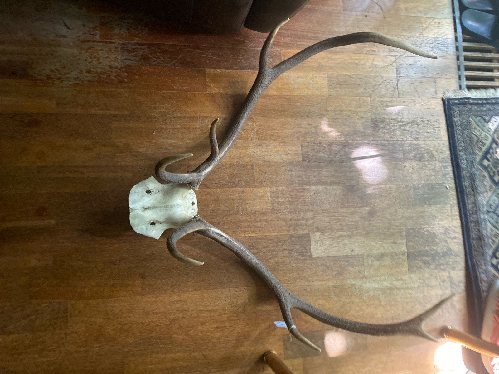 Mooi hertshoorn voor decoratie - 65x85cm, Ophalen, Gebruikt, Hert, Gewei of Kop