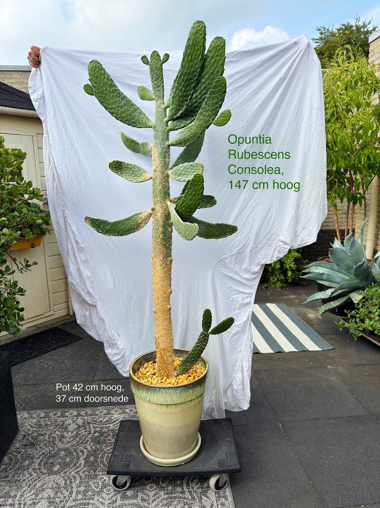 cactus, Ophalen, Bloeiende kamerplant, 150 tot 200 cm, Volle zon