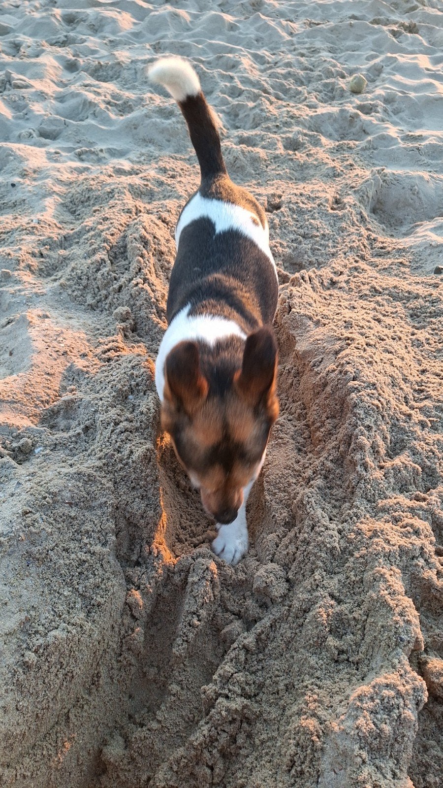 Gezocht honden uitlaat/oppas, Particuliere oppas