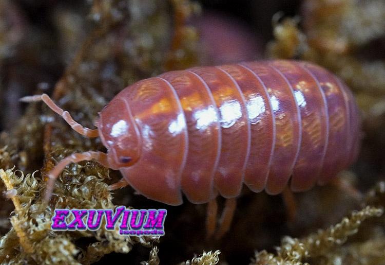 Armadillidium vulgare Orange Vigor isopods / pissebedden, Dieren en Toebehoren, Insecten en Spinnen, Overige soorten
