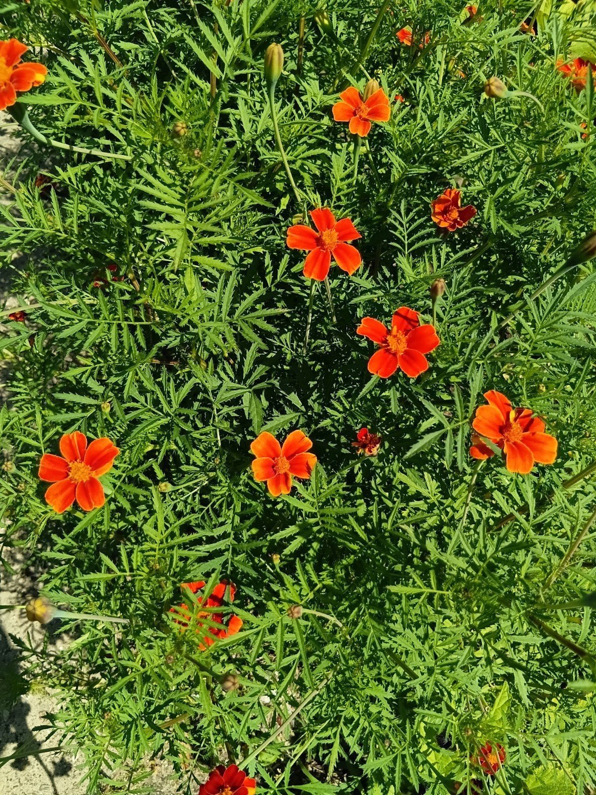 Prachtige grote biologische Afrikaantjes  (70-90 cm), Ophalen, Eenjarig, Overige soorten, Volle zon