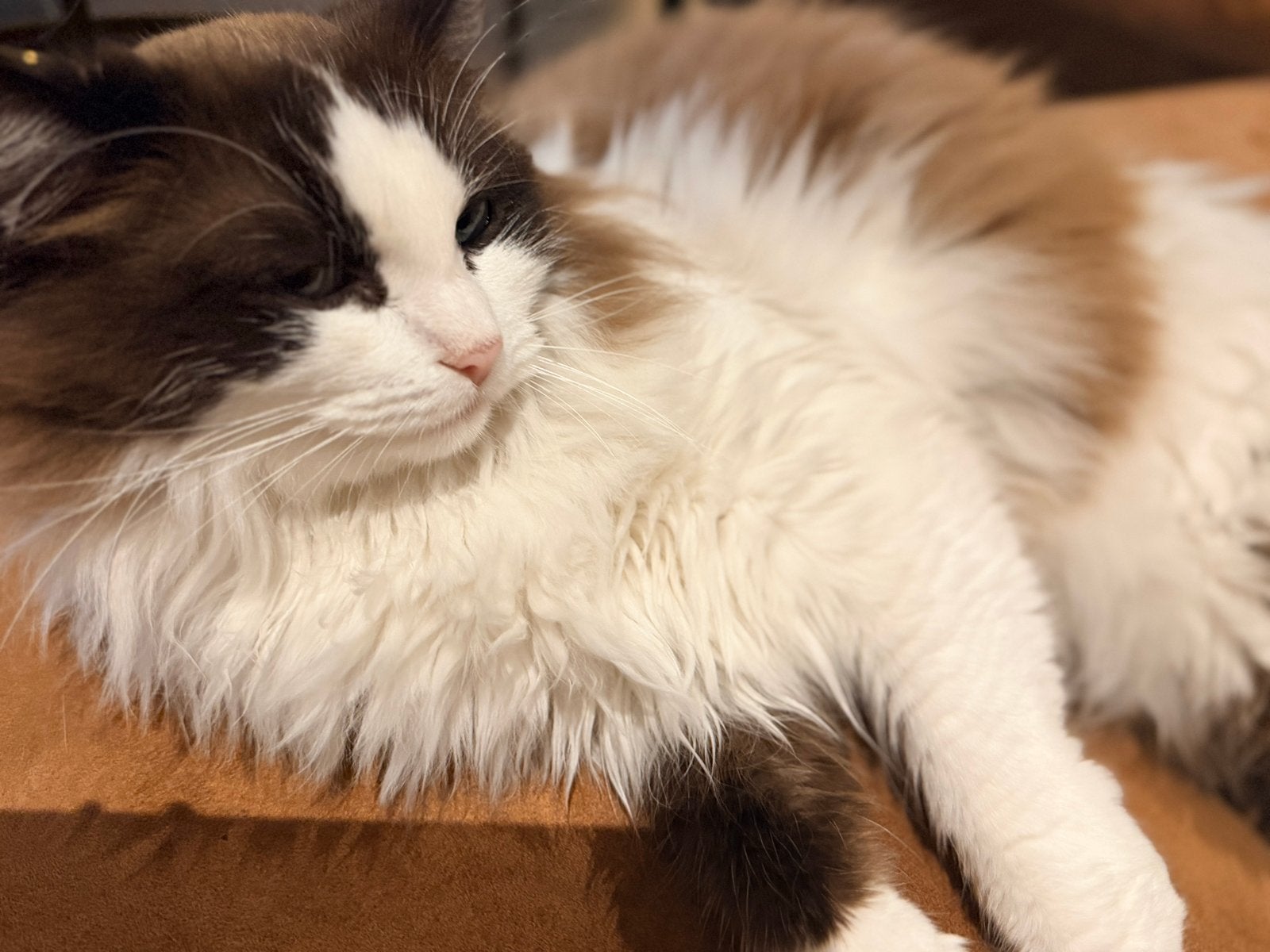 Ragdoll met stamboom, Poes, Met stamboom, 3 tot 5 jaar