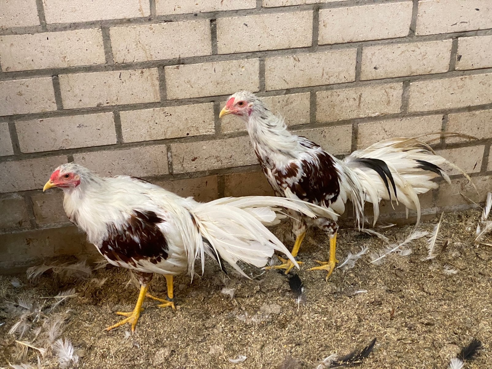 Yokohama’s, Dieren en Toebehoren, Mannelijk, Kip