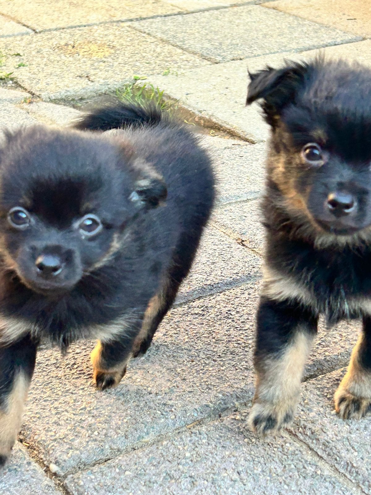 Pomchi pups ️, Overige rassen, CDV (hondenziekte), 8 tot 15 weken, Meerdere