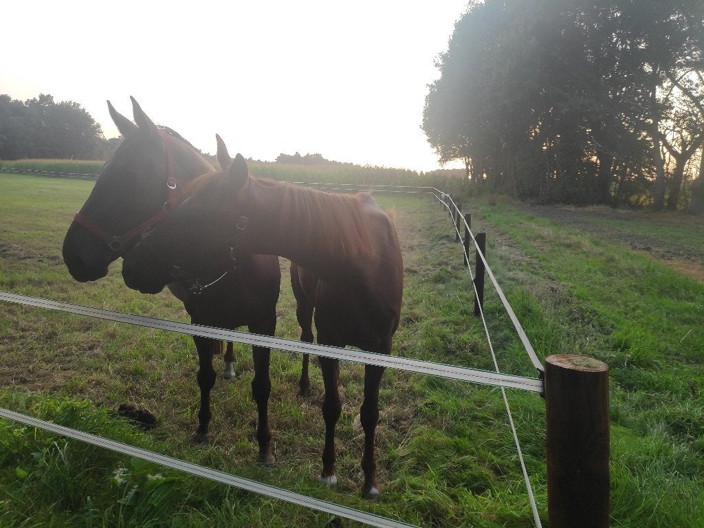 Verzorgpaarden, Dieren en Toebehoren, Paarden en Pony's | Verzorgingsproducten, Ophalen of Verzenden
