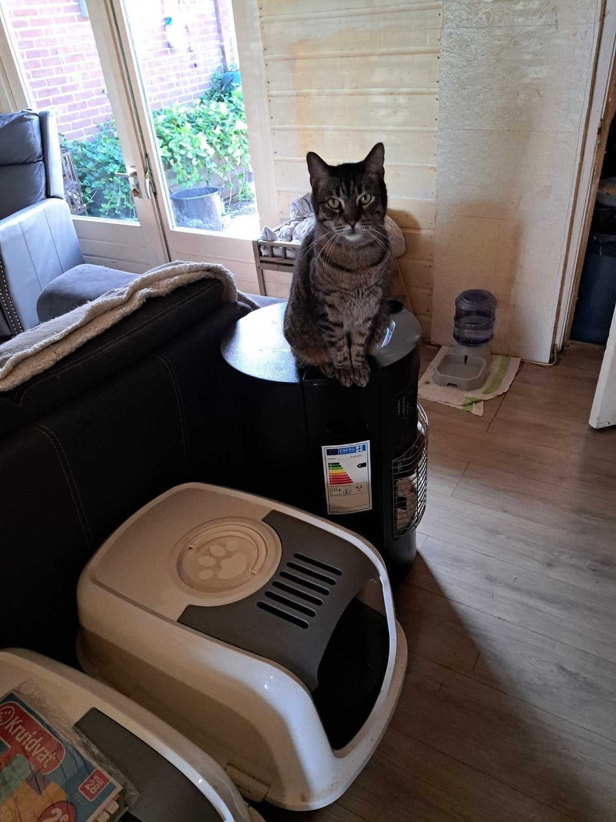 lieve kater, Kater, Kortharig, 6 jaar of ouder
