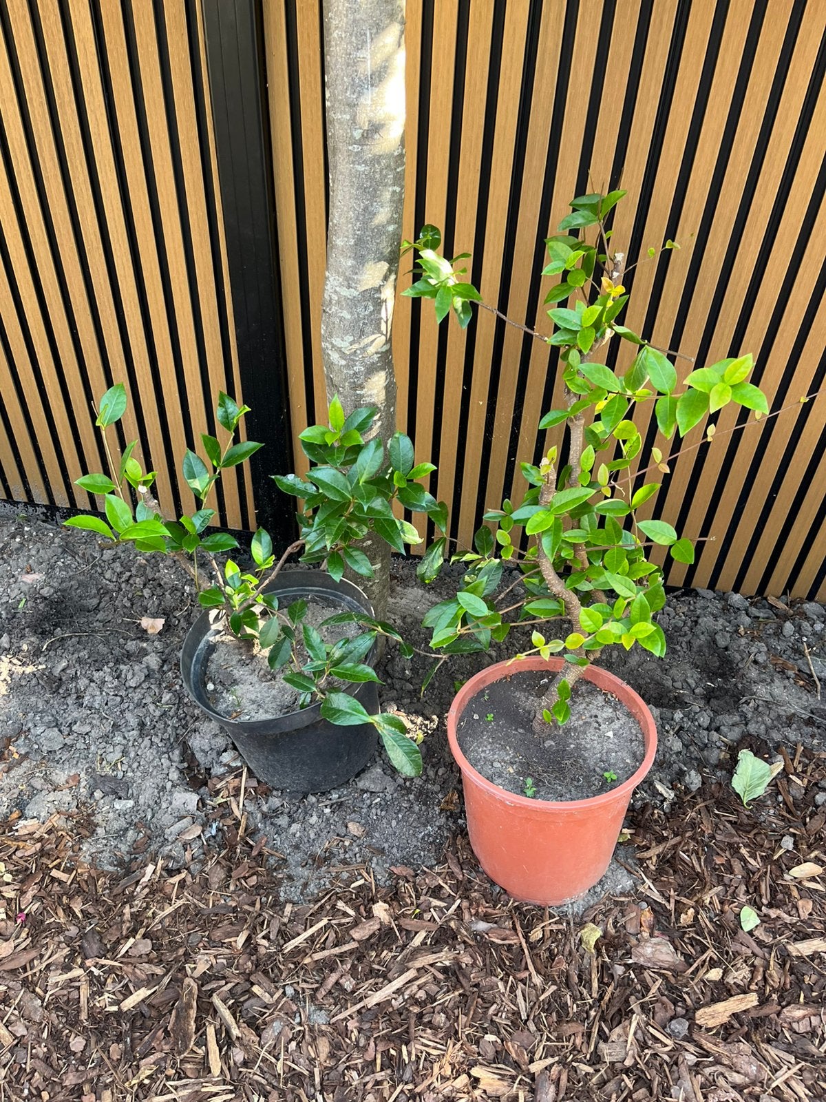 Sterke Toscaanse Jasmijn witte bloem in pot 2x, Overige soorten, 100 tot 250 cm, Ophalen, Volle zon