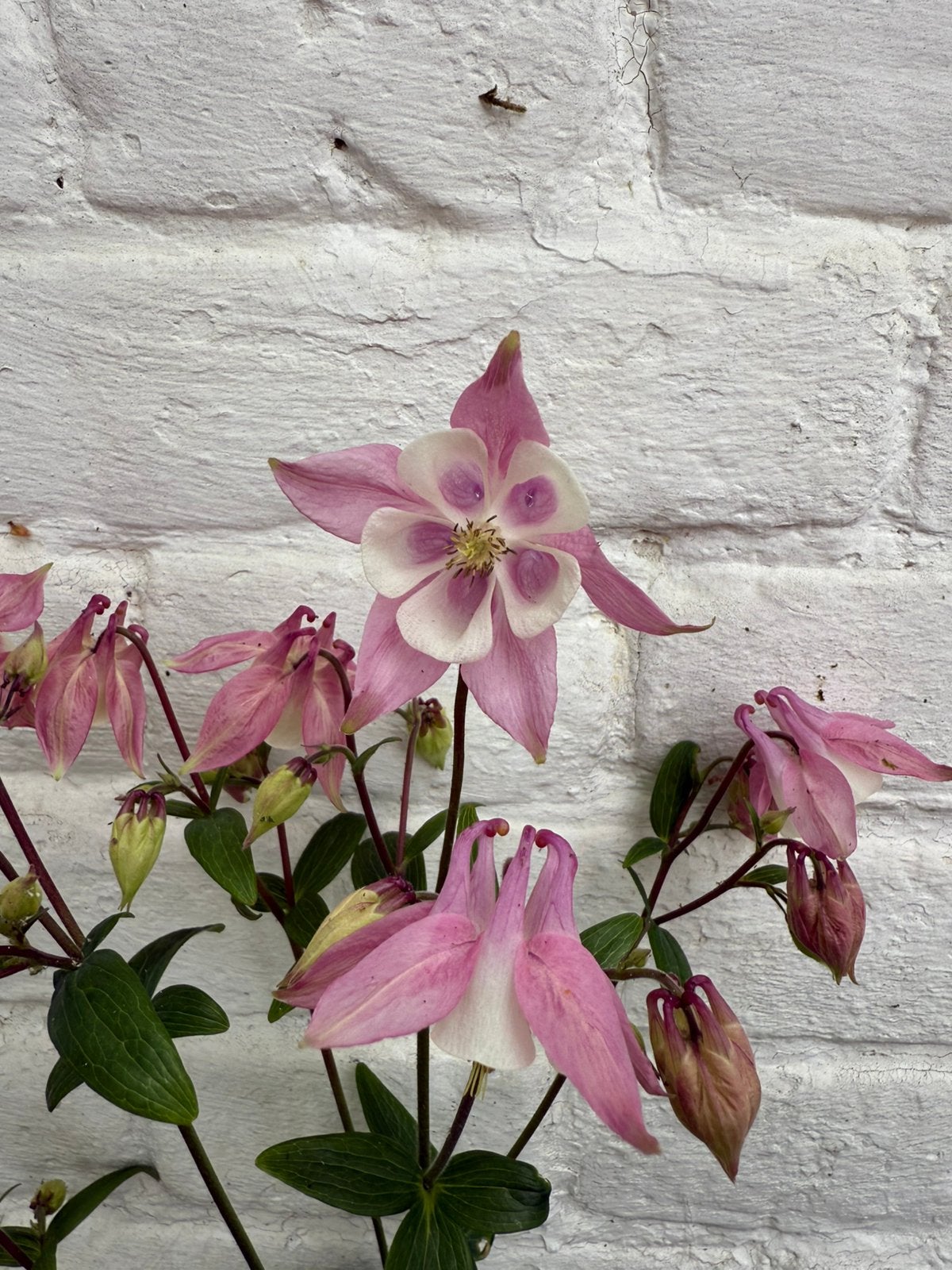 Akelei roze dubbelbloemig, Ophalen of Verzenden, Halfschaduw