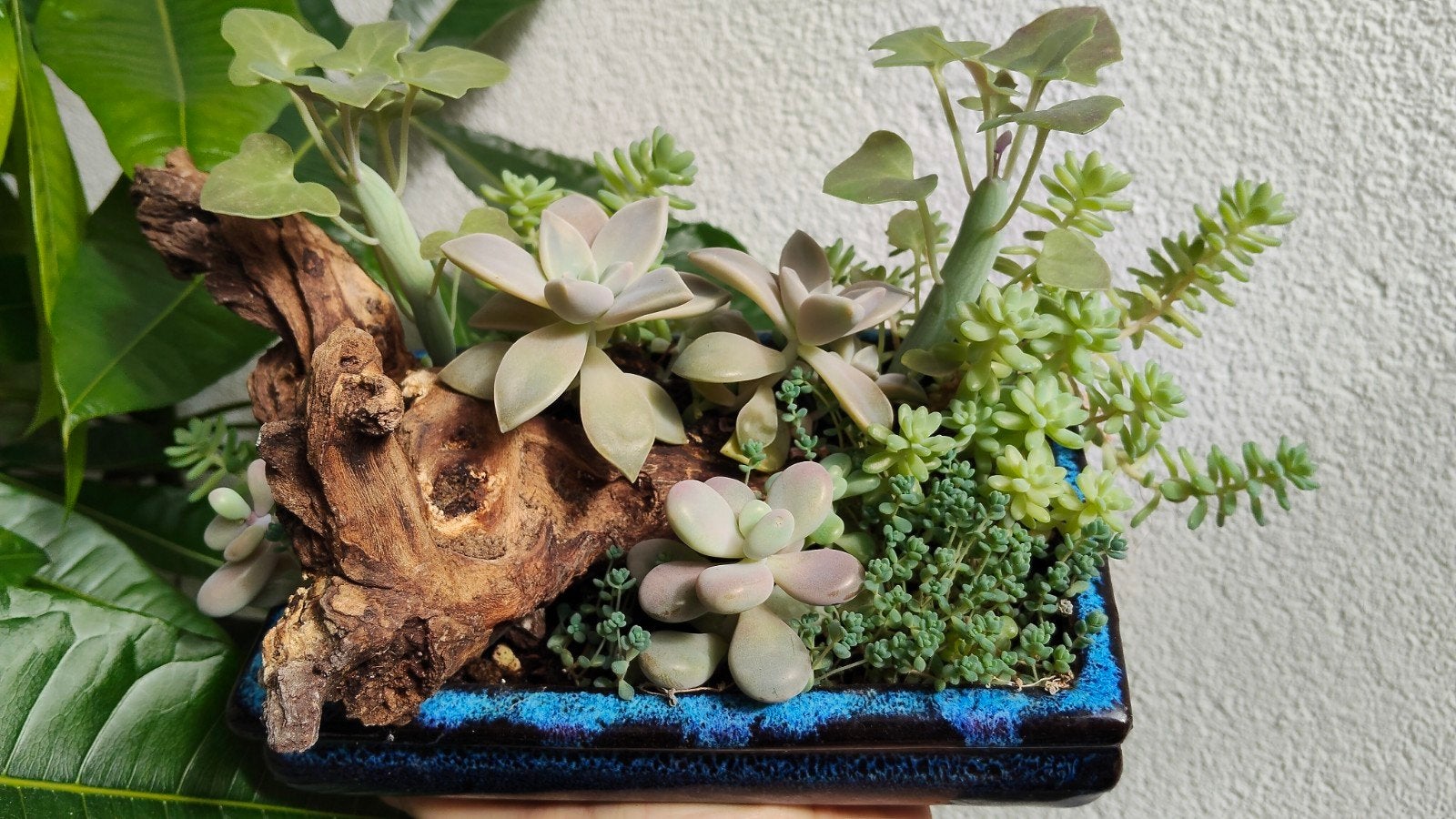 Pastel succulent garden arrangement in bonsai pot, Vetplant, Ophalen of Verzenden, In pot, Minder dan 100 cm