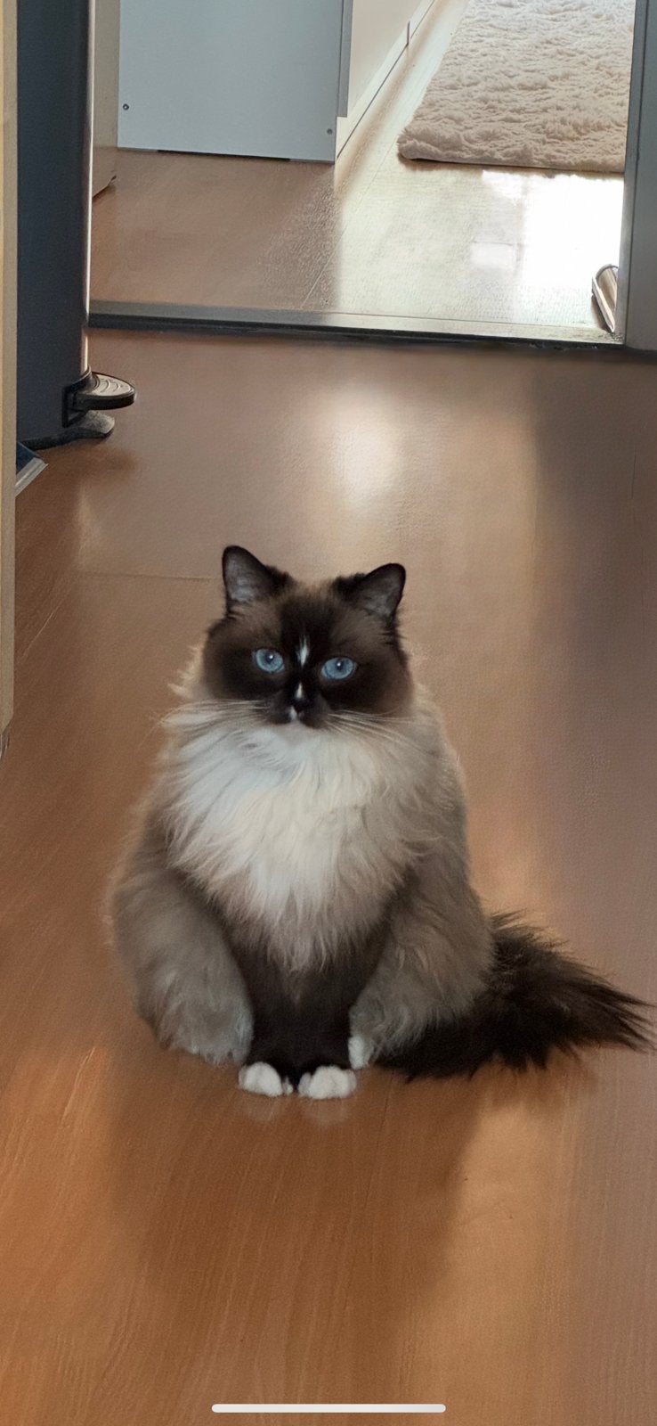 Katten, Poes