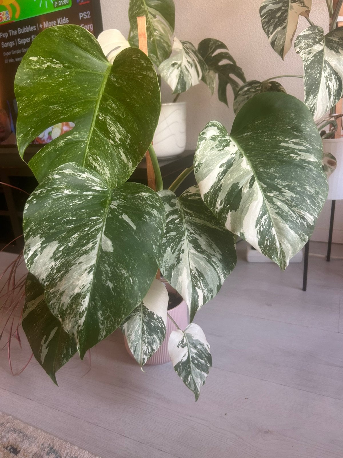 Monstera albo variagata n 6, Overige soorten, In pot, Minder dan 100 cm, Groene kamerplant