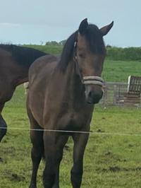 Prachtige Groninger enter merrie, Merrie, 0 tot 2 jaar