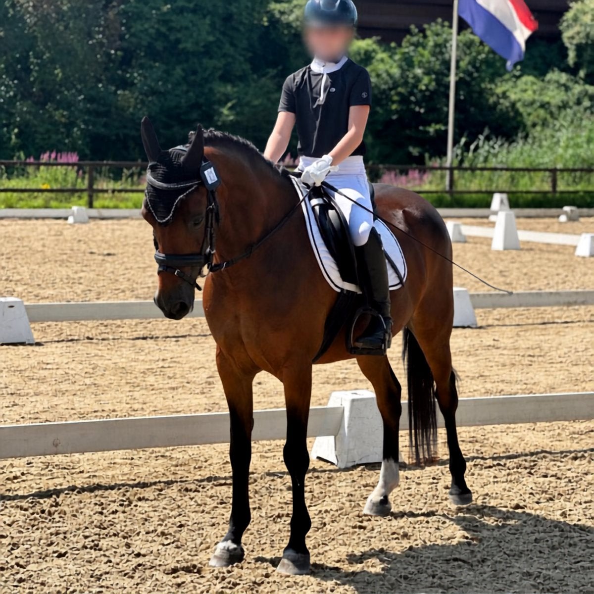 Danoontje – lieve en ervaren C-pony met dressuurpotentie, Merrie, Dressuurpony, C pony (1.27m tot 1.37m), 11 jaar of ouder