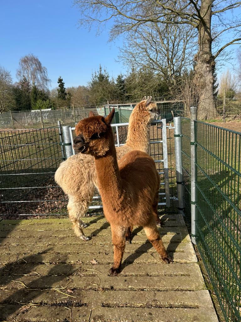 Mooie bruine alpaca merrie, Dieren en Toebehoren, Juli, Vrouwelijk
