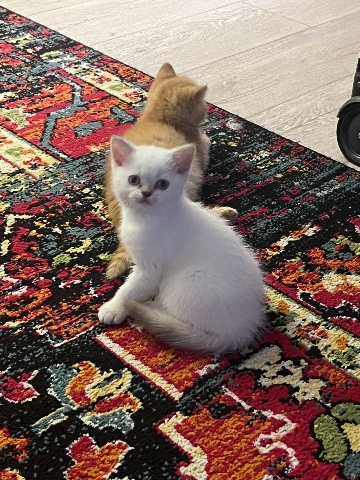 Brietse korthaar kittens, Meerdere dieren, Ontwormd, 0 tot 2 jaar