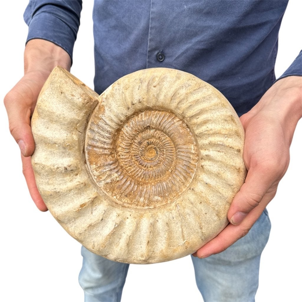 Madagaskar Ammoniet 6 KG. nr 1, Ophalen of Verzenden, Fossiel
