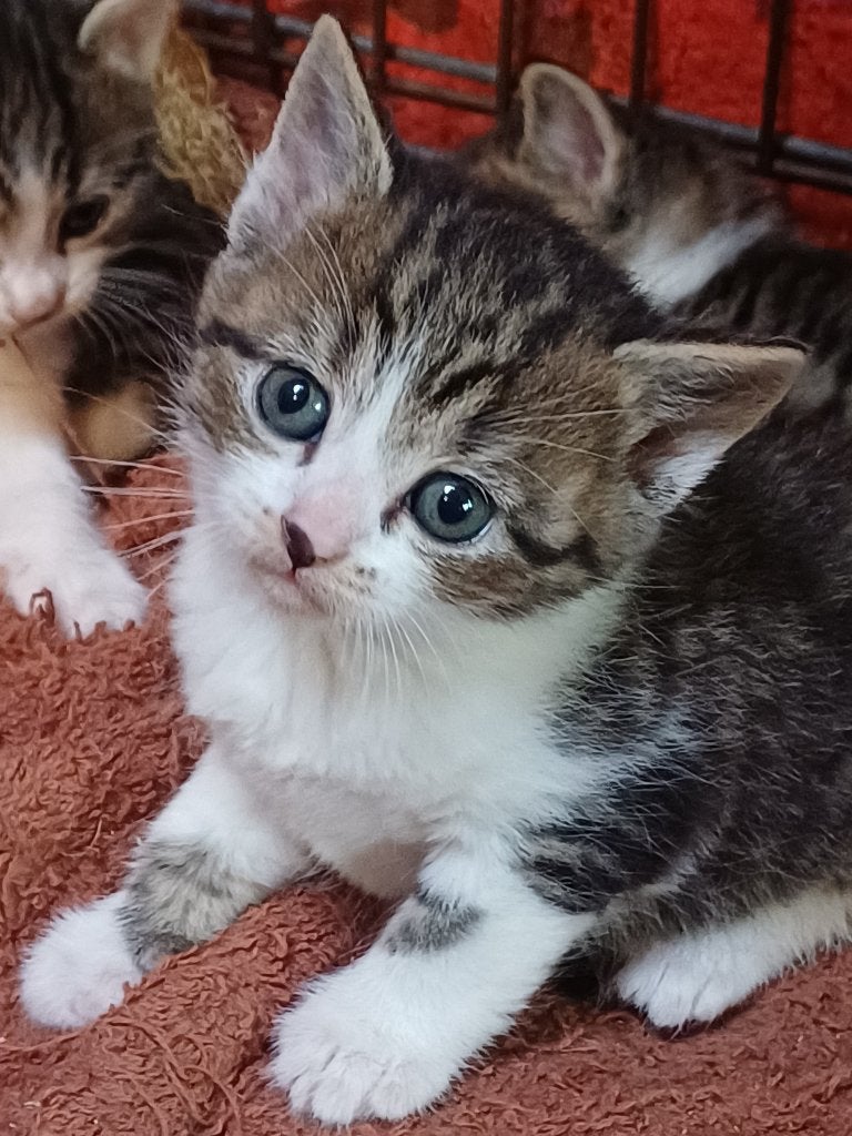Onwijs lieve boerderijkittens... bont, cypers, poesjes, Poes, Kortharig, 0 tot 2 jaar
