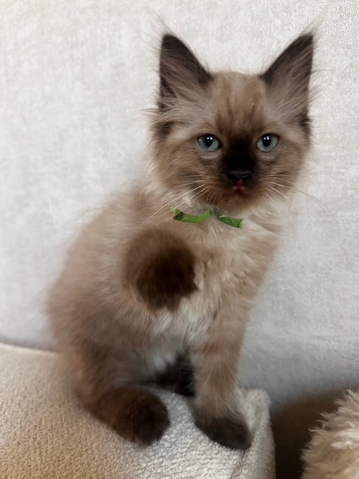 Ragdoll kittens met garantie mogen verhuizen, Meerdere dieren, Gechipt, 0 tot 2 jaar