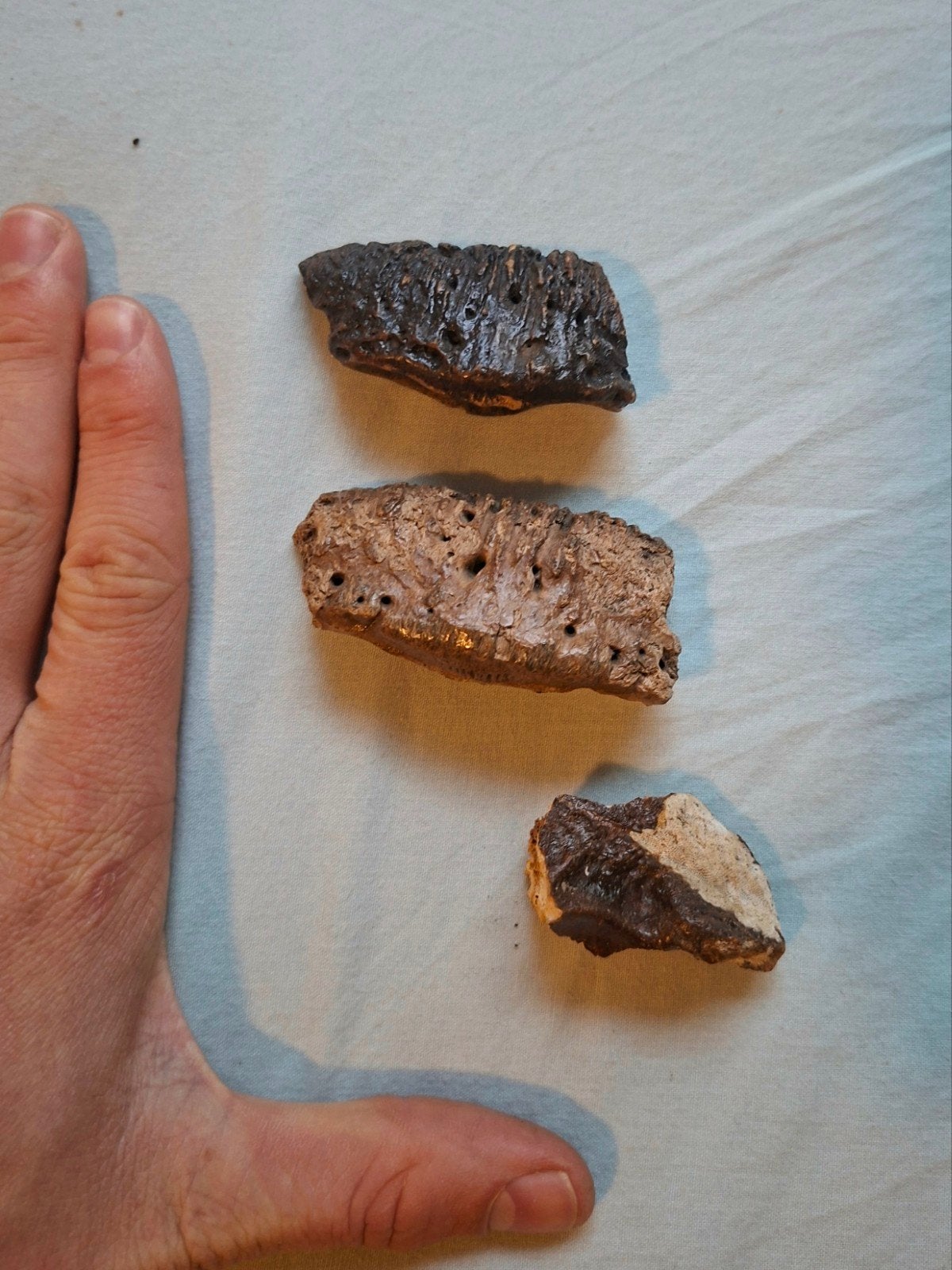 wolharige neushoorn boefjes x 3, Verzamelen, Ophalen of Verzenden, Fossiel