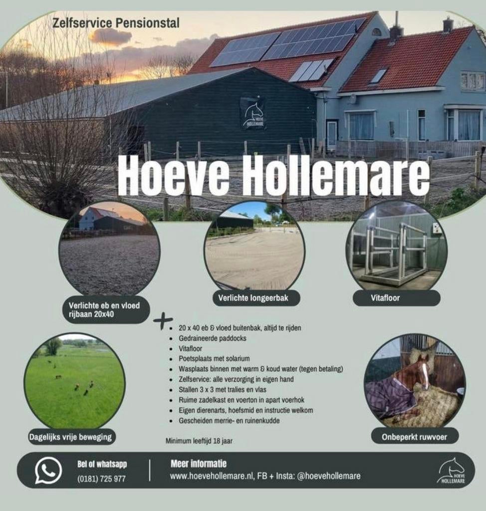 Stallen vrij in Zwartewaal, Dieren en Toebehoren, Stalling en Weidegang, Weidegang, 2 of 3 paarden of pony's