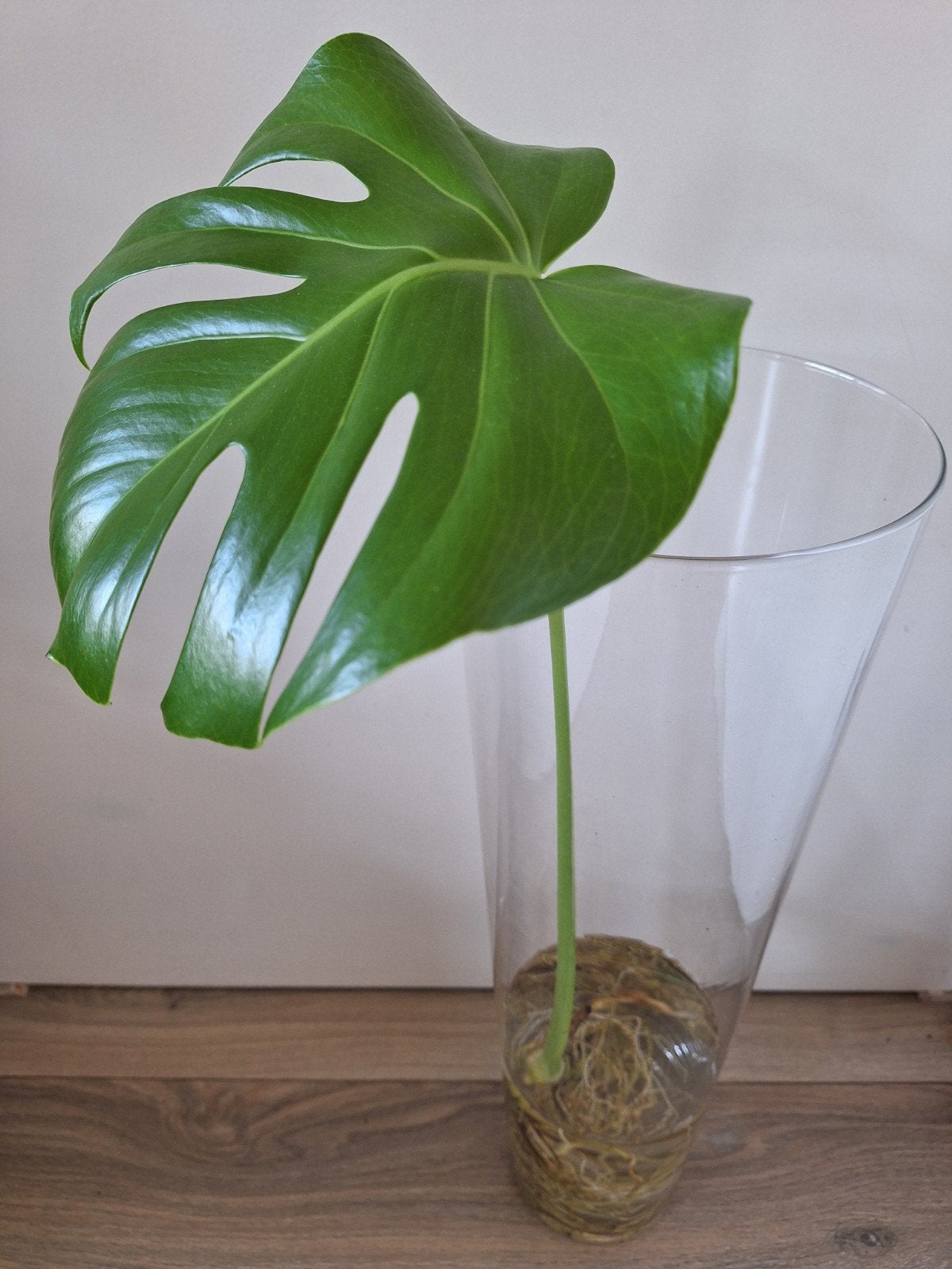 Conische vaas (60cm) met Monstera stek, Ophalen, Halfschaduw, Minder dan 100 cm