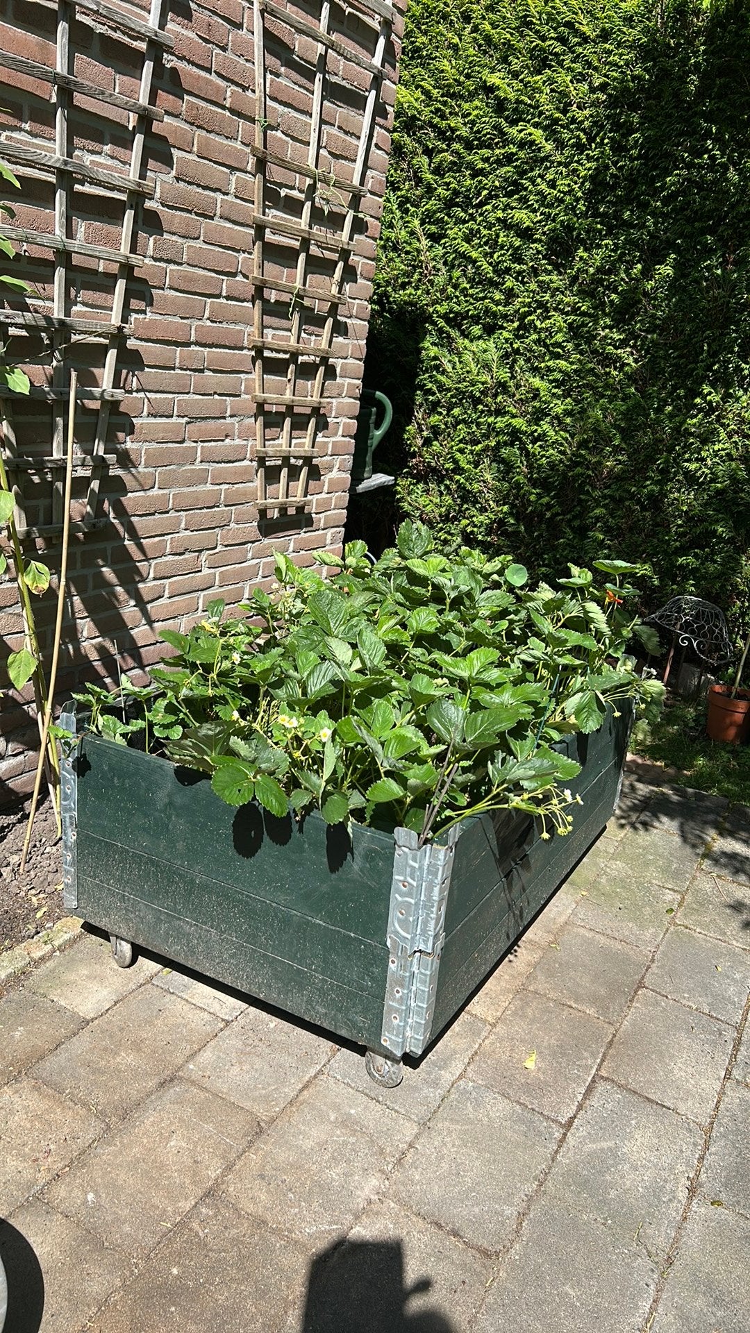 Verrijdbare groenten- of plantenbak, Tuin en Terras, Ophalen, Gebruikt, 100 cm of meer, Rechthoekig