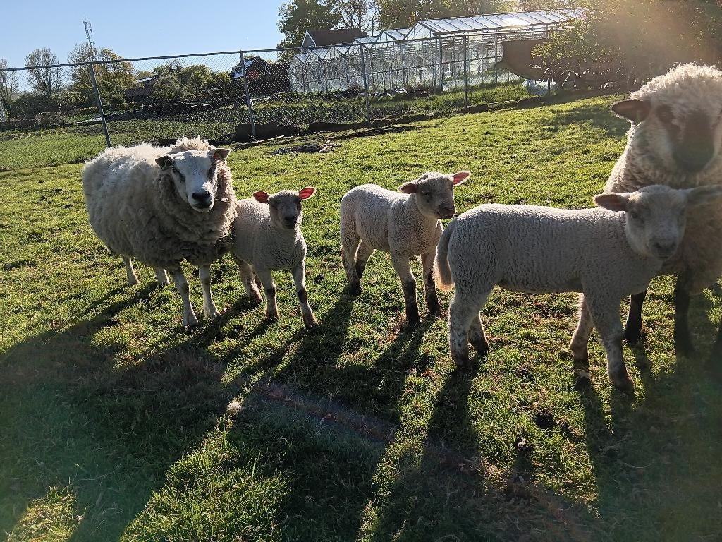 texelaars schaap met 3 lammeren, Dieren en Toebehoren, Vrouwelijk, Schaap