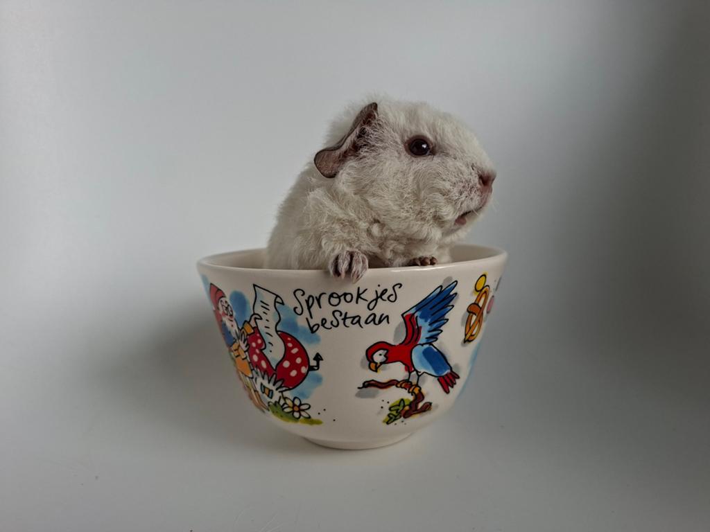 Cavia, US Teddy, wit californian choco, Cavia, April, Mannelijk, Tam