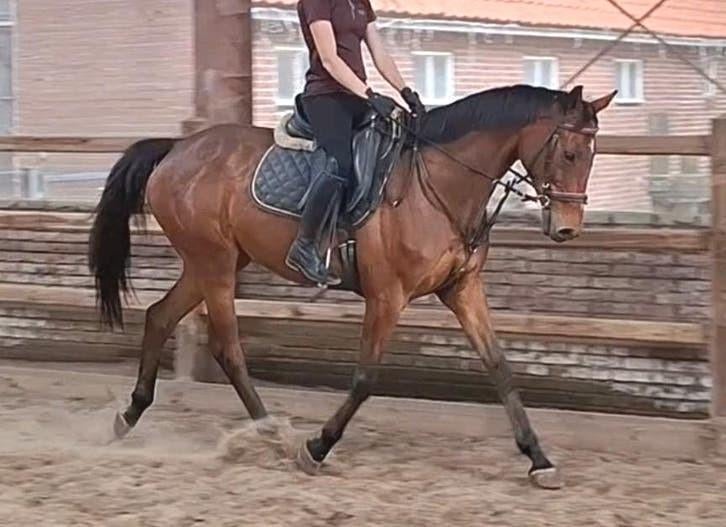 Brave 9 jr allrounder 1,63(recreatie-manege-sport), Ruin, 7 tot 10 jaar, 160 tot 165 cm, Recreatiepaard