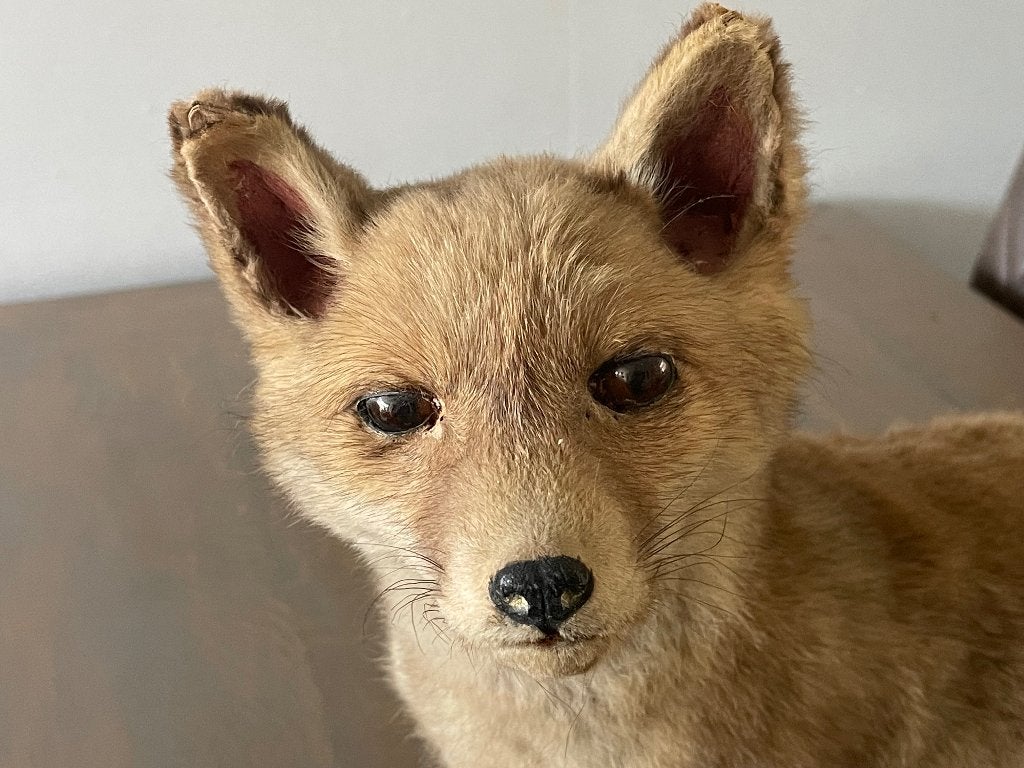 TAXIDERMIE / OPGEZET JONG VOSJE op boomstam - WD014, Ophalen of Verzenden, Zo goed als nieuw, Wild dier, Opgezet dier