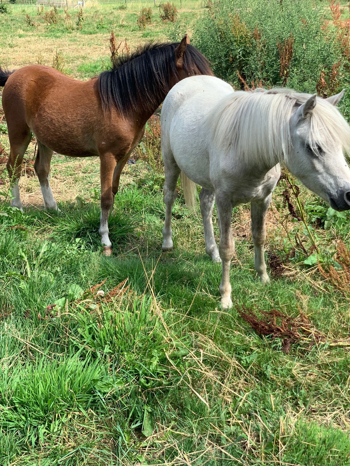 2 welsh A jaarling merries, Merrie, A pony (tot 1.17m), 0 tot 2 jaar