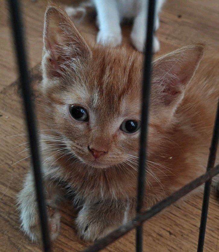 kittens, Dieren en Toebehoren, Kater, Kortharig, 0 tot 2 jaar