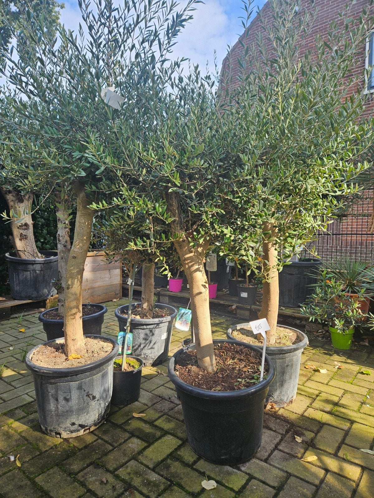 Olijfbomen 125 euro gratis bezorgd io Hilversum Zondag open!, Tuin en Terras, 100 tot 250 cm, Olijfboom, Zomer, Ophalen