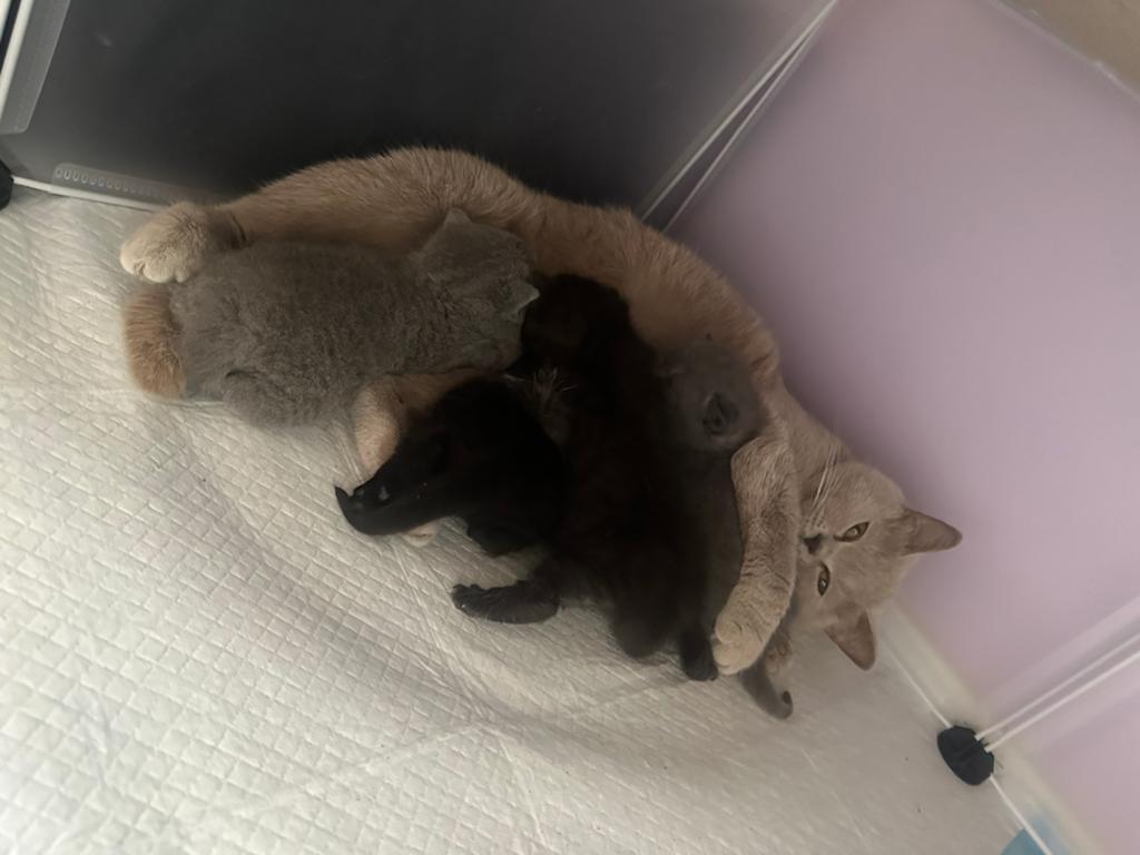 Britse korthaar kittens te koop!, Dieren en Toebehoren, Katten en Kittens | Overige Katten, Kortharig, Meerdere dieren, 0 tot 2 jaar
