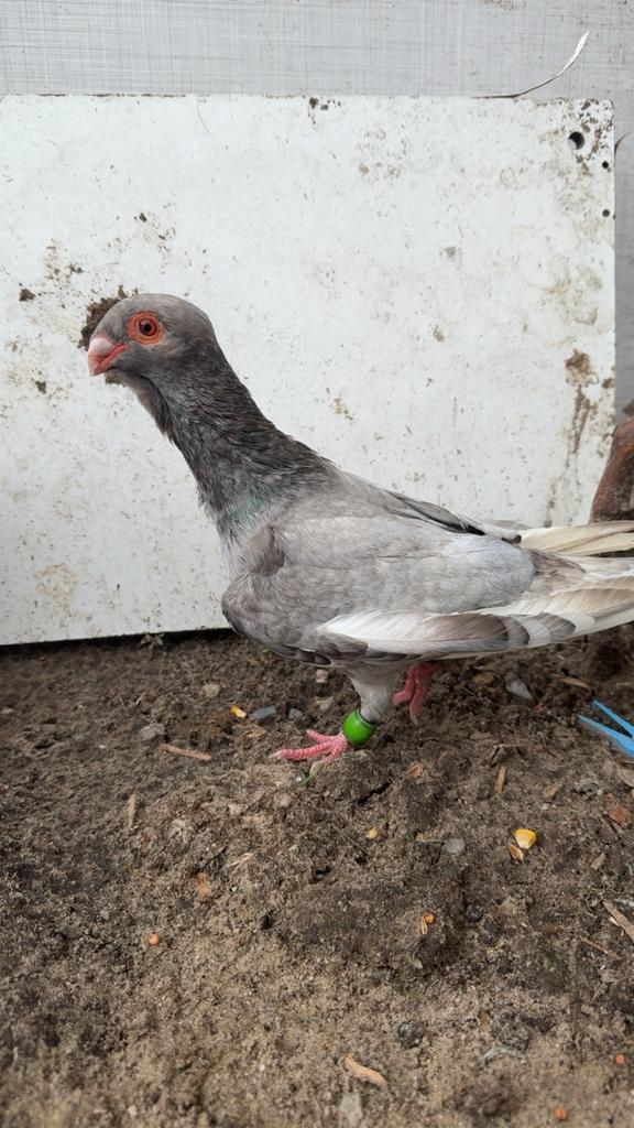 Mooi jonge duiven te koop, Meerdere dieren, Overige soorten