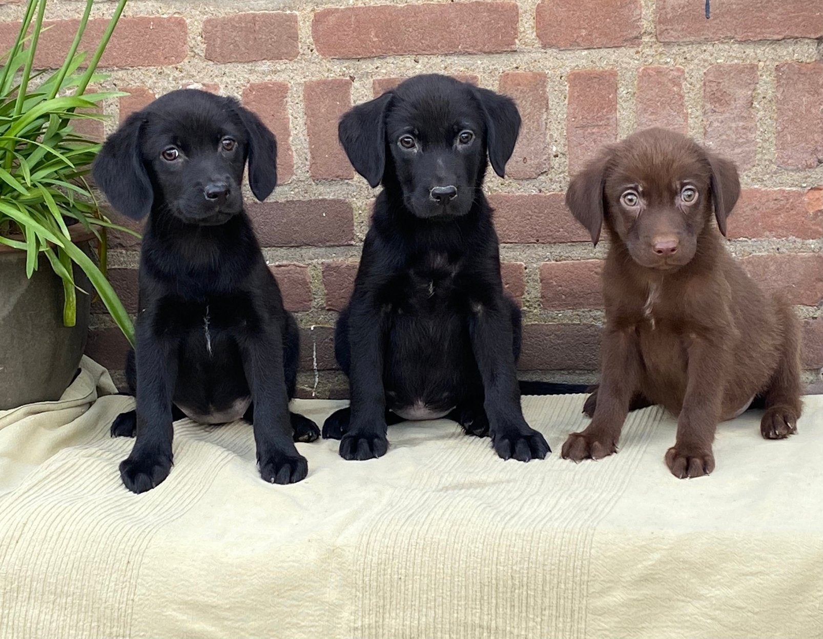 Hele mooie LABRADOR x FRIESE DRABIJ pups