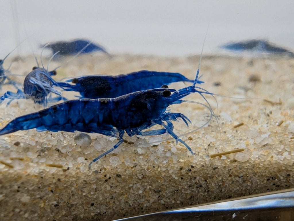 High Grade Blue Neocaridina Shrimp - Aquarium, Fish, Ophalen of Verzenden, Nieuw, Overige typen