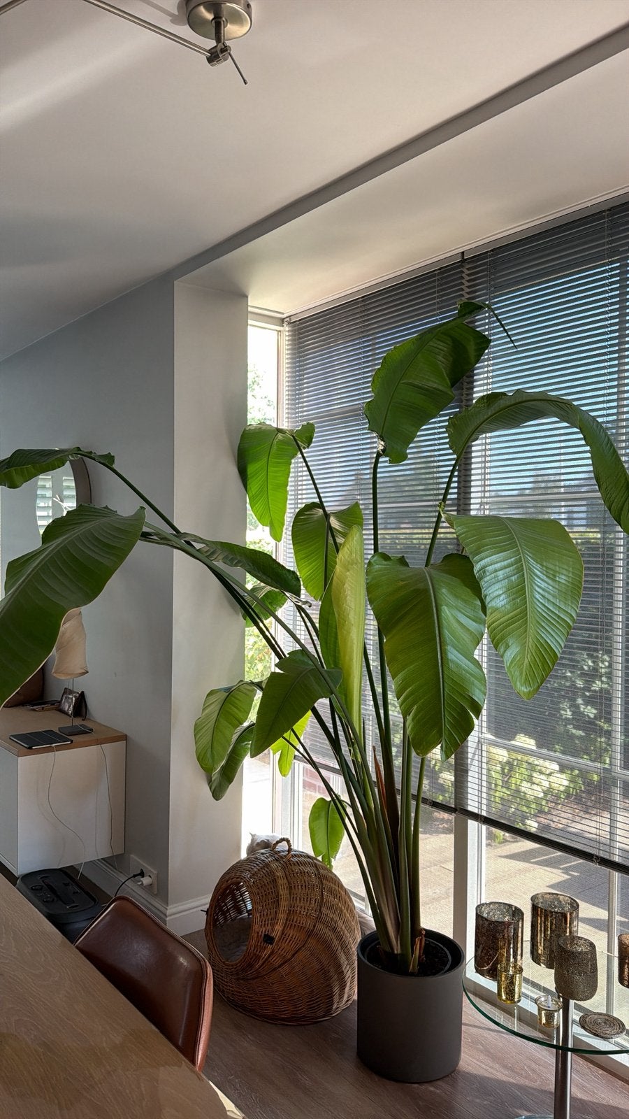 Strelitzia Nicolai met pot, Huis en Inrichting, Kamerplanten, Ophalen, In pot, 150 tot 200 cm, Volle zon
