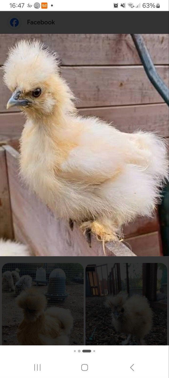 gezocht zijdehoen hennen, Dieren en Toebehoren, Vrouwelijk, Kip