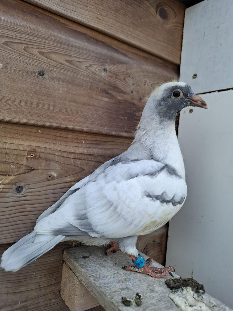 Koppeltje reduced kleurpostduiven, Dieren en Toebehoren, Meerdere dieren, Postduif