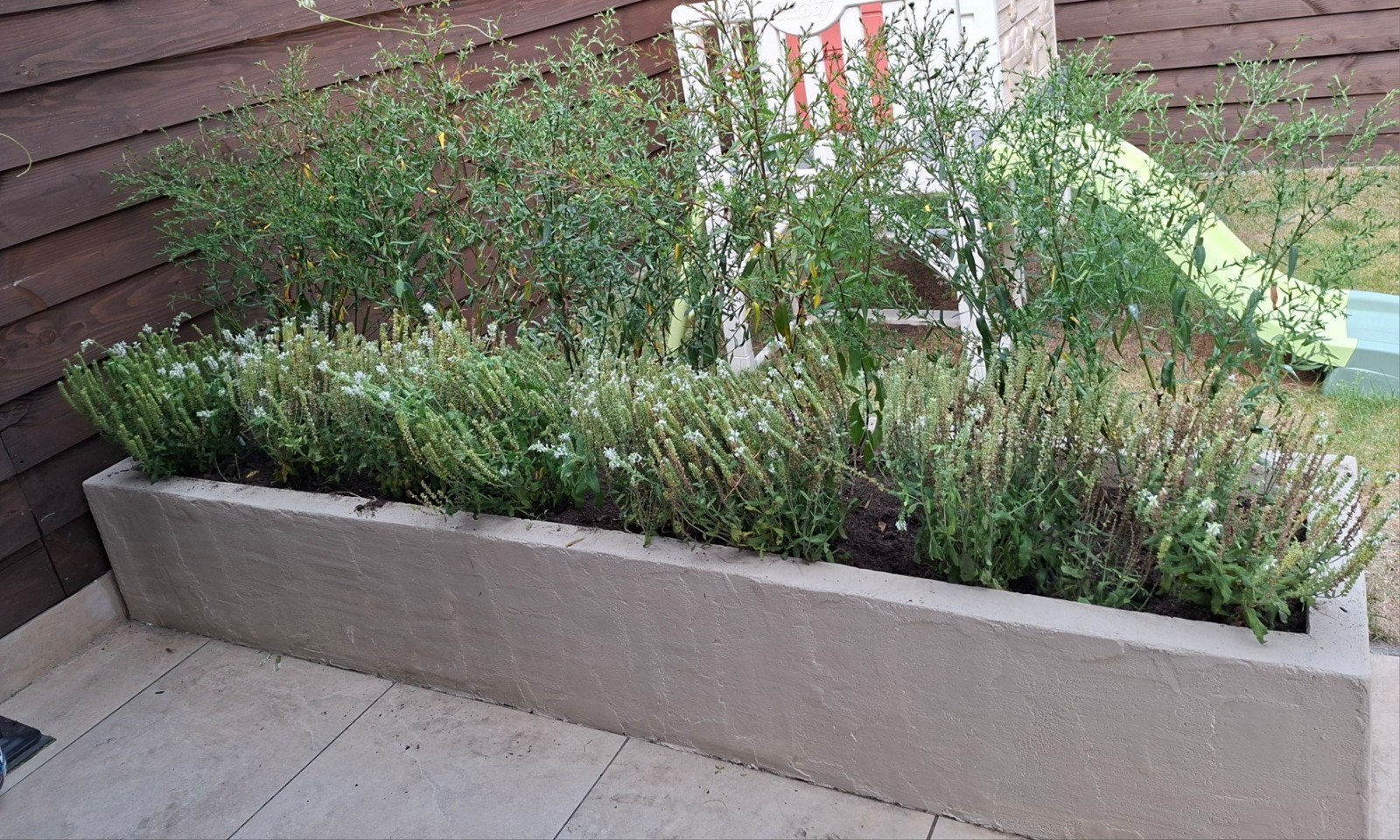Partij vaste planten: 8x Salvia & 5x Witte Aster, Ophalen, Vaste plant, Overige soorten, Halfschaduw