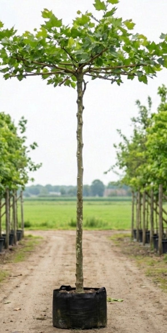 4 Dakplatanen voor prieel, Tuin en Terras, Planten | Bomen, Bloeit niet, Dakboom, 250 tot 400 cm, Ophalen