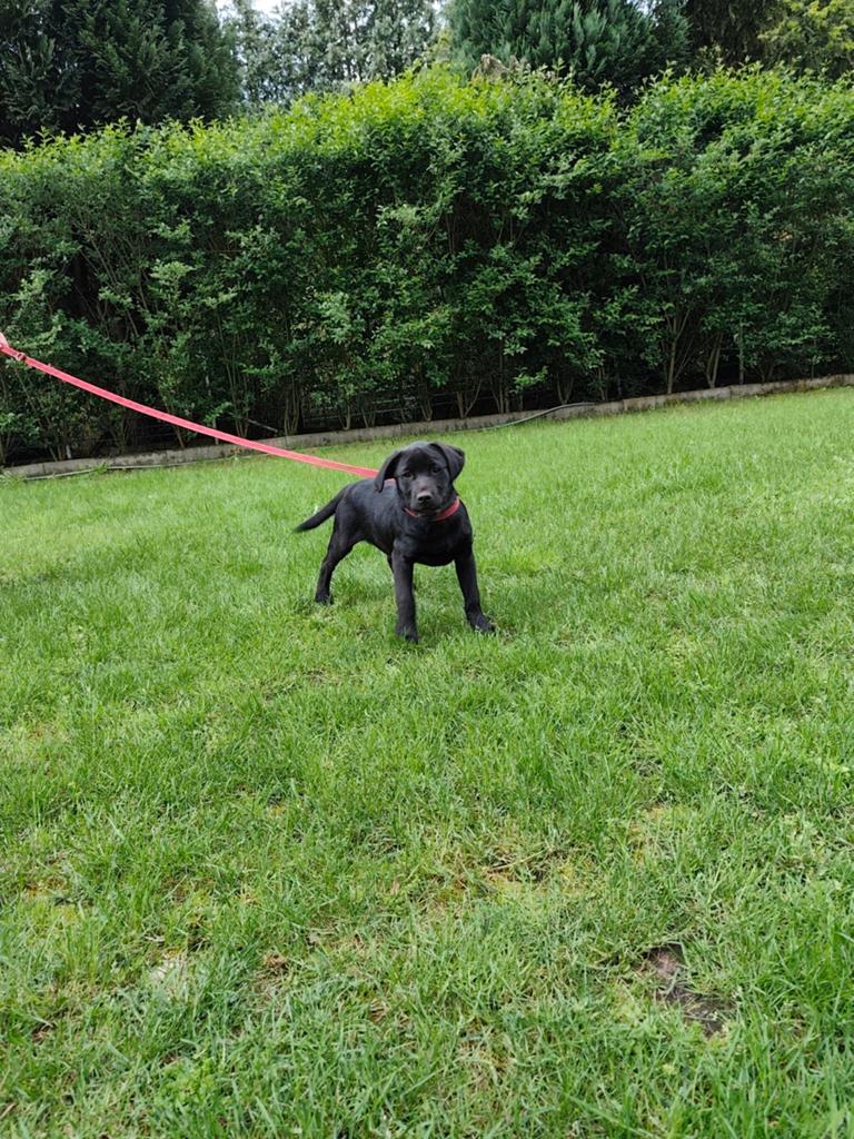 Zwarte labrador reu fci stamboom, Dieren en Toebehoren, Honden | Retrievers, Spaniëls en Waterhonden, België, Particulier, 15 weken tot 1 jaar