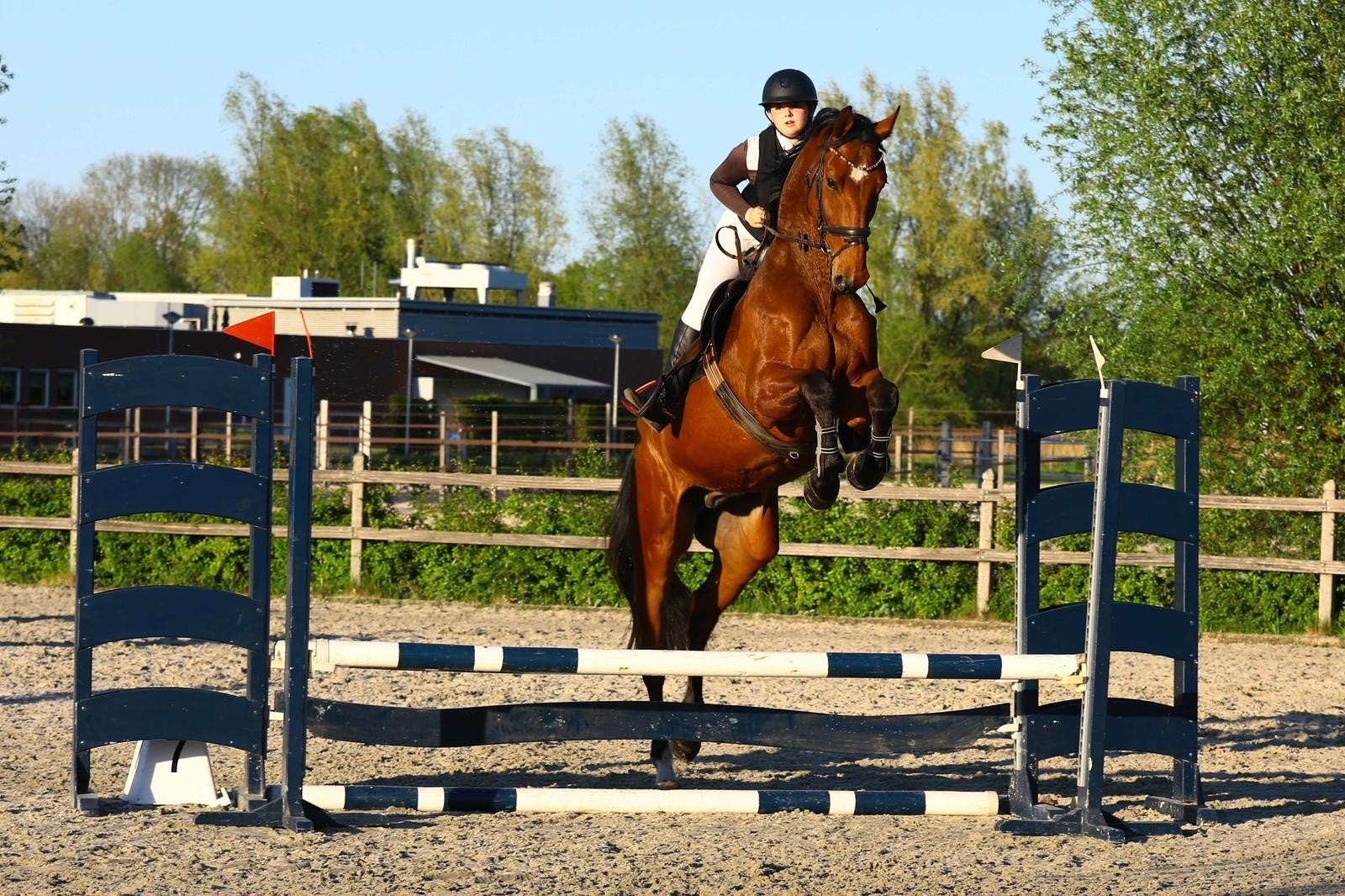 lief springpaard, Dieren en Toebehoren, Gechipt, B, Ruin, Recreatiepaard