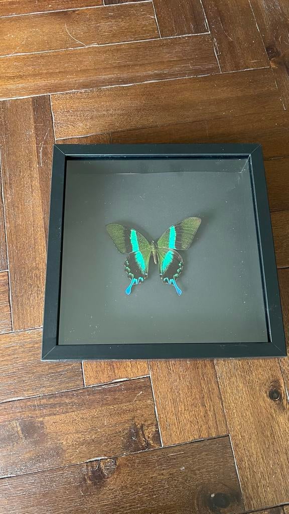 Prachtige ingelijste vlinder - Papilio blumei, Ophalen of Verzenden, Zo goed als nieuw, Insect, Opgezet dier