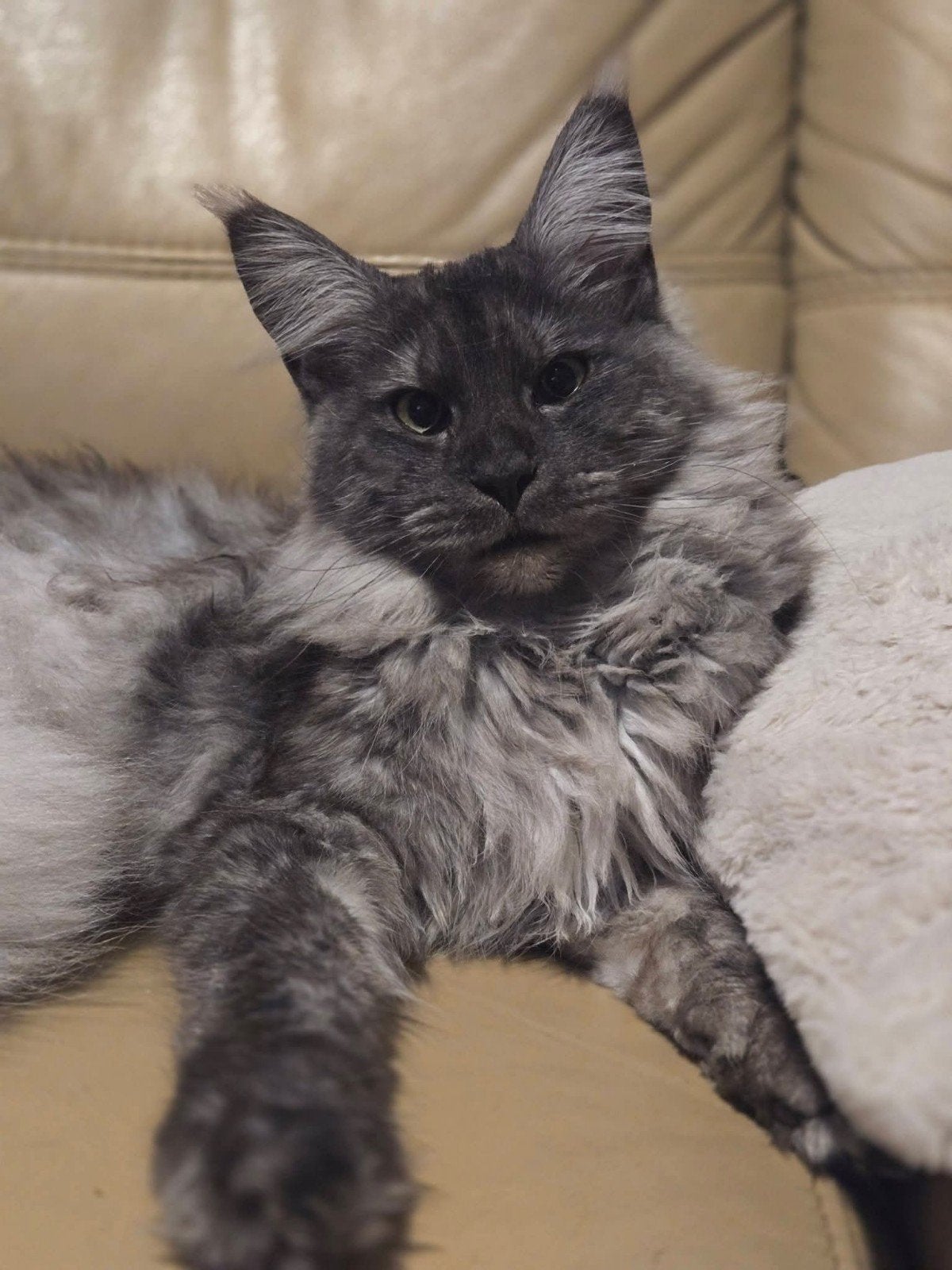 maine coon poes met stamboom (kampioen op show), Dieren en Toebehoren, Katten en Kittens | Raskatten | Langhaar, Poes, Met stamboom