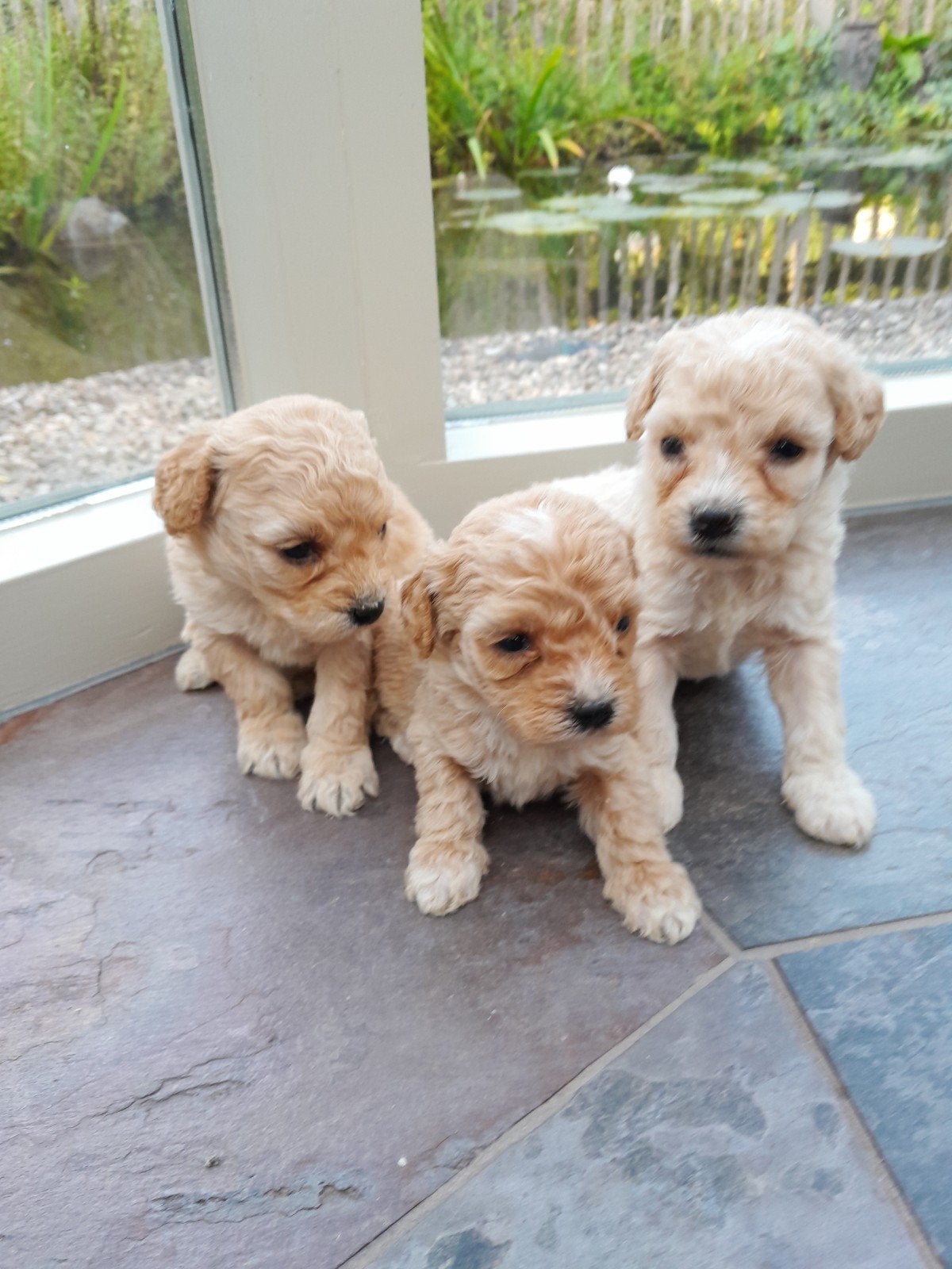 mini labra doodle, Overige rassen, 8 tot 15 weken, Meerdere, Meerdere dieren