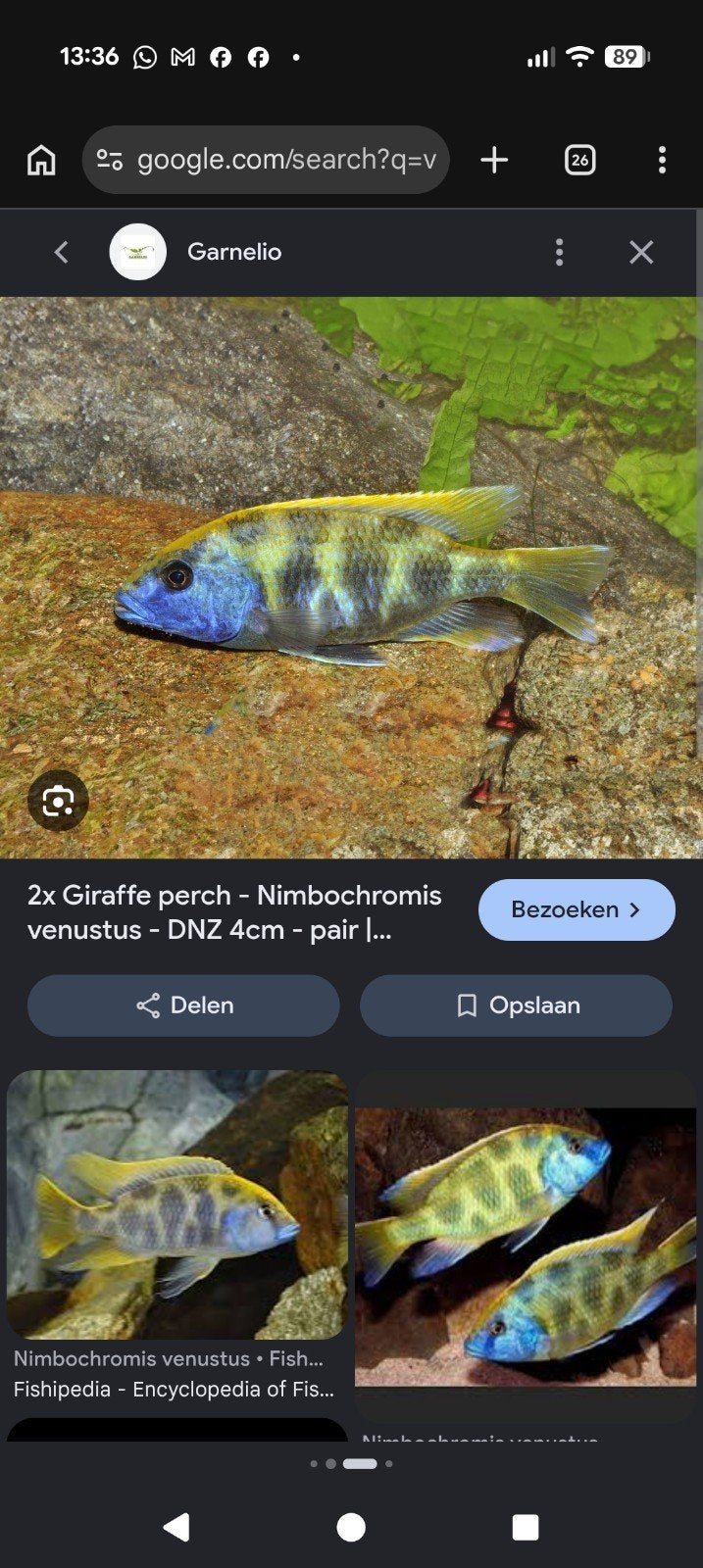 malawi cichlide venustus mannetjes gezocht, Vis